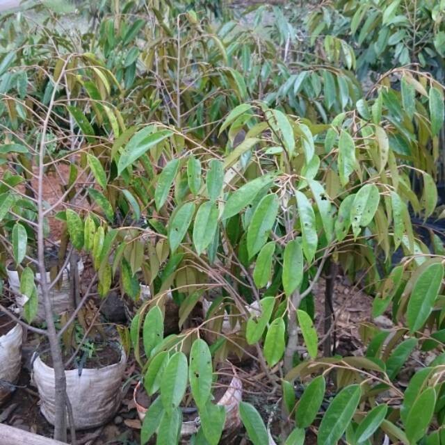 Bibit durian bawor dongkelan Kamal Bibit
