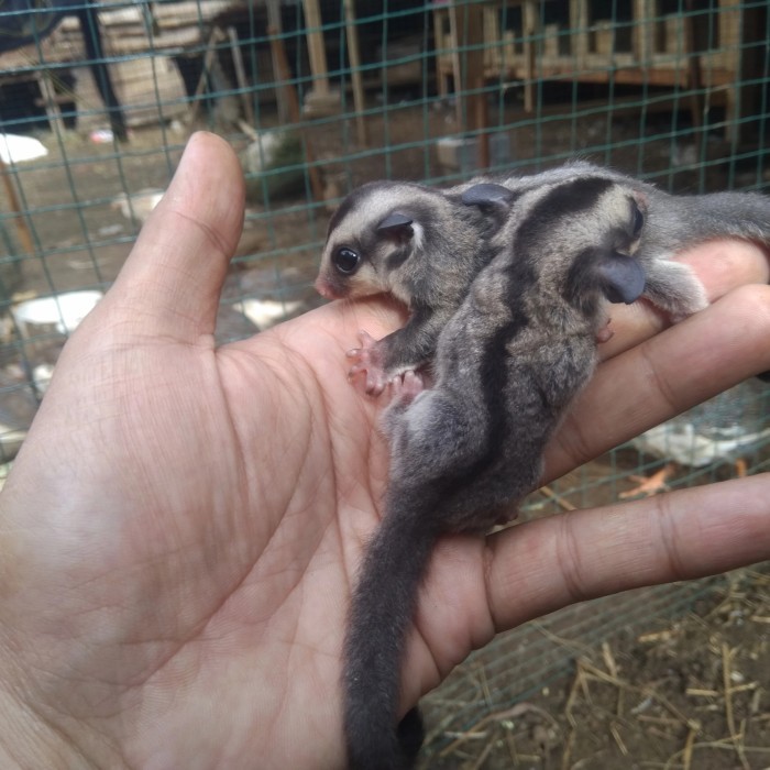 SALE -sugar glider baby