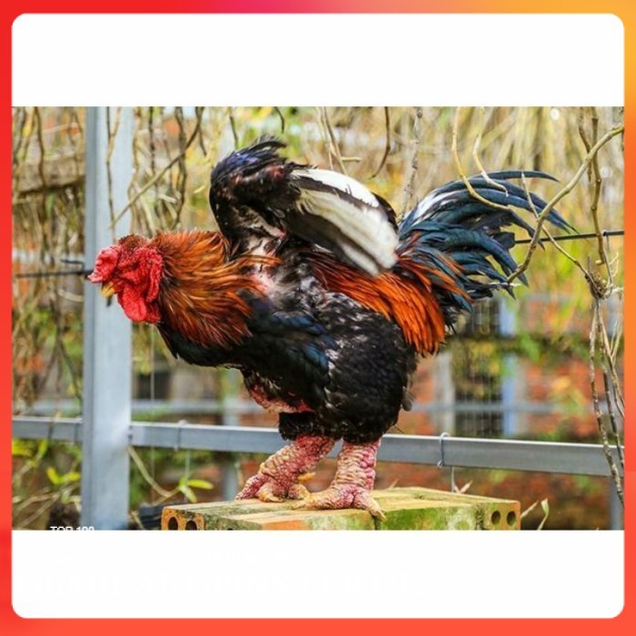 FERTIL Telur ayam hias dong tao fertil asli siap ditetaskan - ayam dong tao