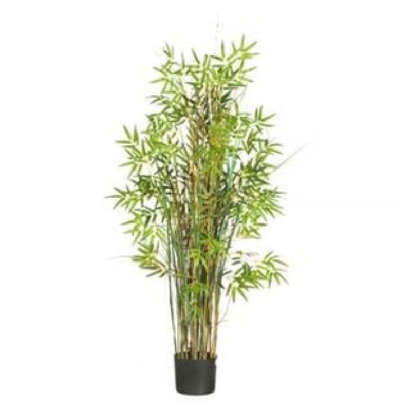 bibit tanaman bambu kuning mini/tanaman hias bambu kuning mini/bambu kuning mini