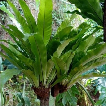 SAHABATANI Kadaka Hutan Jumbo Tanaman Hias / Kadaka Sarang Burung / Bibit Kadaka Tempel / Kadaka Pak