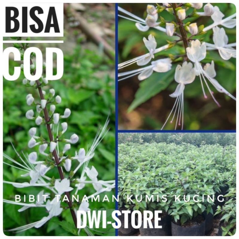 Tanaman Herbal Kumis Kucing Bibit Tanaman Herbal Kumis Kucing