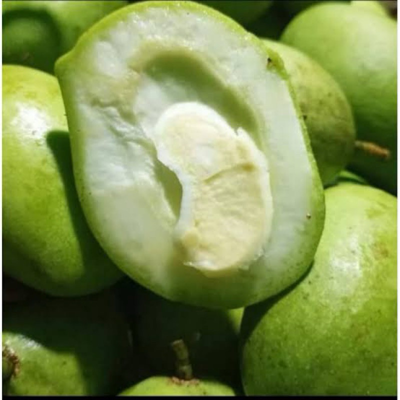 

TEBUS AMBYAR Buah Mangga Muda Belah Biji | Mangga Rujak 1kg Fresh TERLARIS