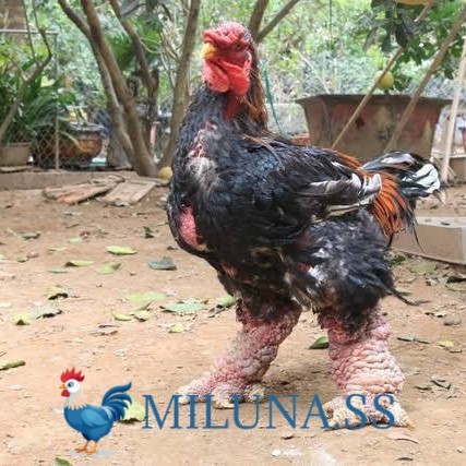 

FERTIL TELUR AYAM dong tao / hias / siap kirim