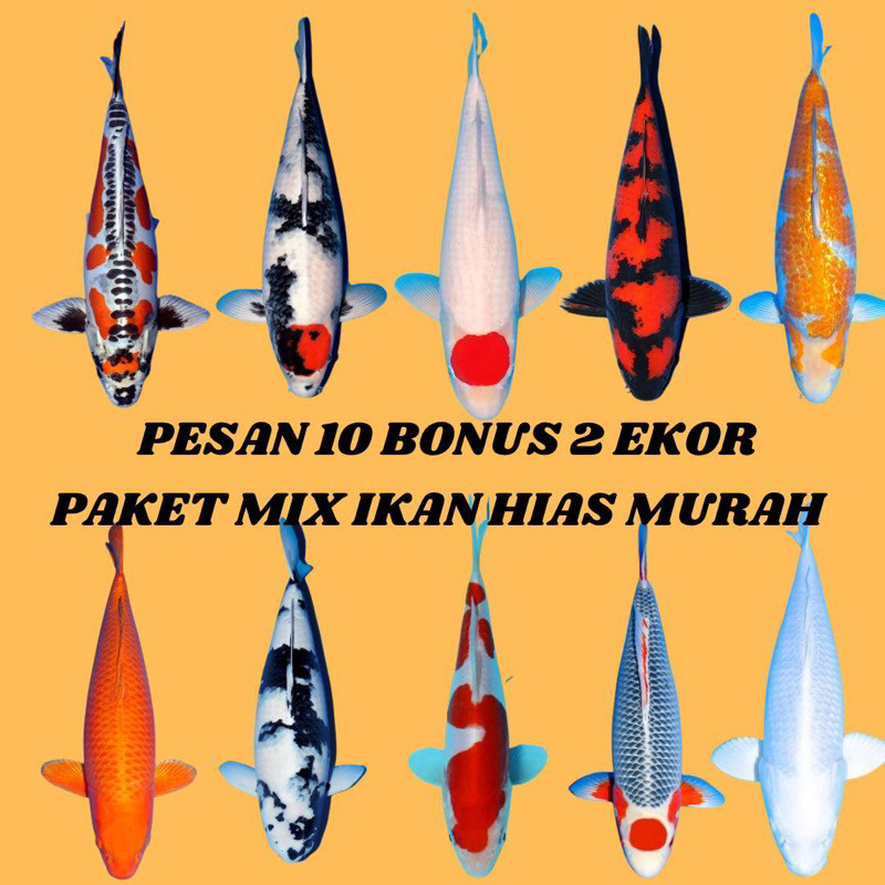 BIBIT KOI MURAH PESAN 10 BONUS PAKAN SIZE 5-13CM