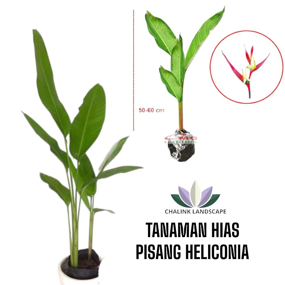 Tanaman Hias Pisang Heliconia / Pisang Kalatea Helikonia / Tanaman Pisang pisangan / Kalatea Pisang 