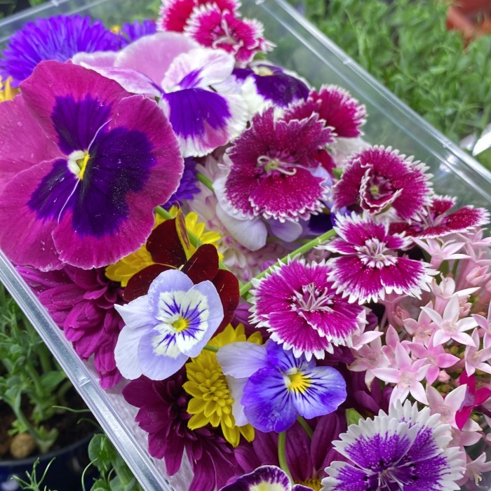 

Mix Edible Flowers Fresh 30 pcs