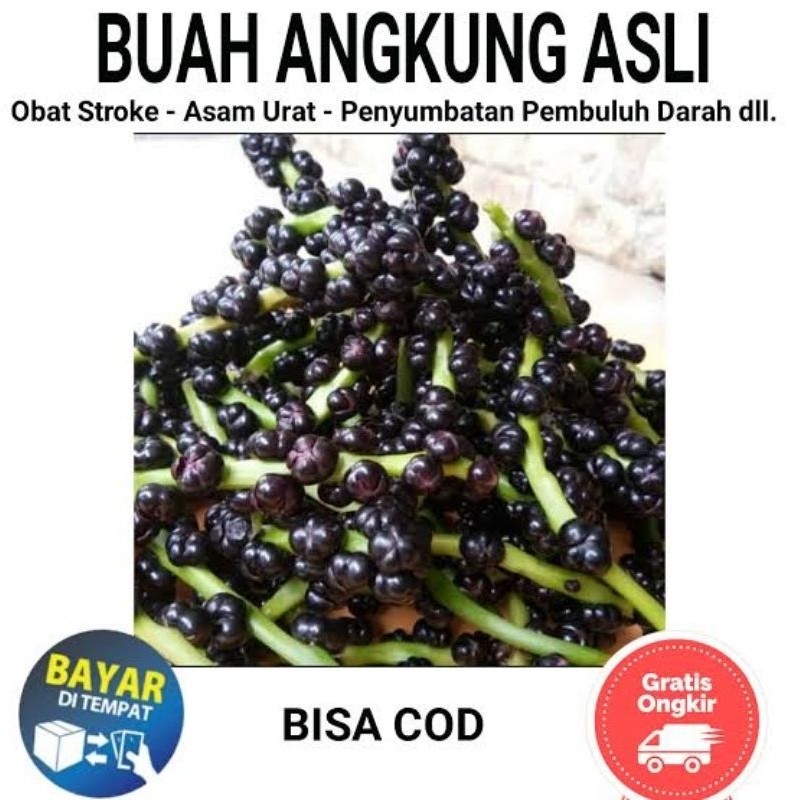 

Buah Angkung Segar langsung petik {GOS} herbal alami Obat Struk 200 Biji. ^_^