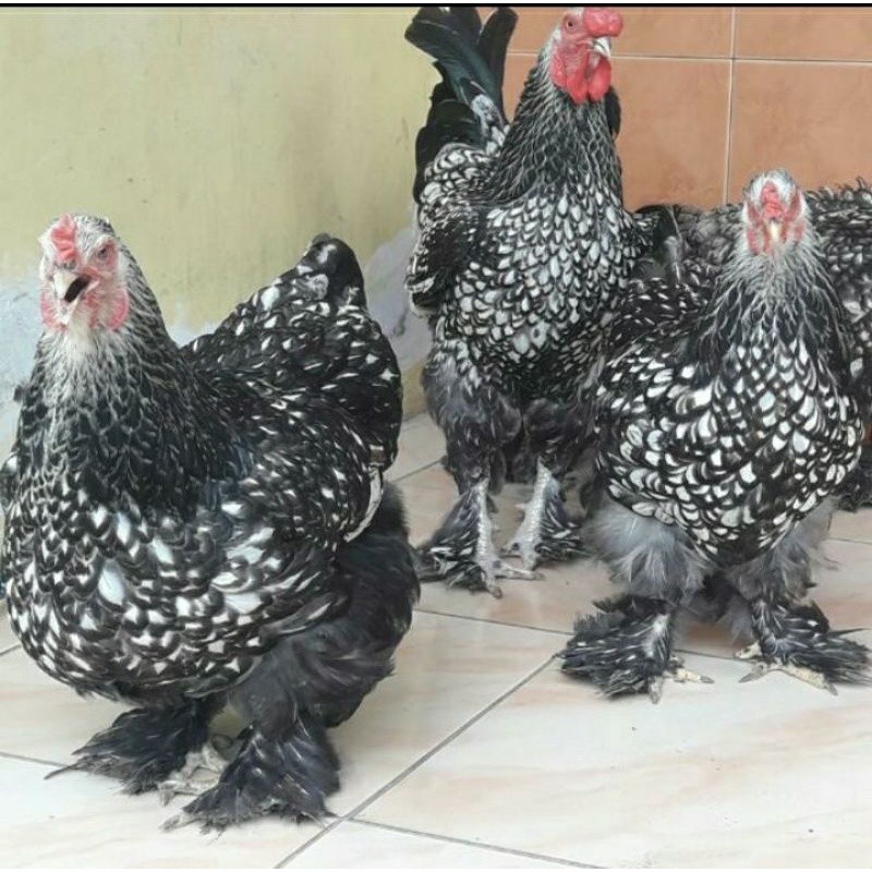 

Fertil TELUR AYAM HIAS BRAHMA SILVER LACED UNTUK DI TETASKAN