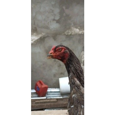 

Fertil Shamo Eropa Kelabu .Terlaris asli 100%