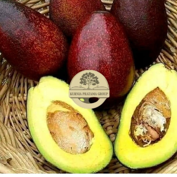 Paket 3 Bibit Tanaman Alpukat Red Vietnam kurnia pratama