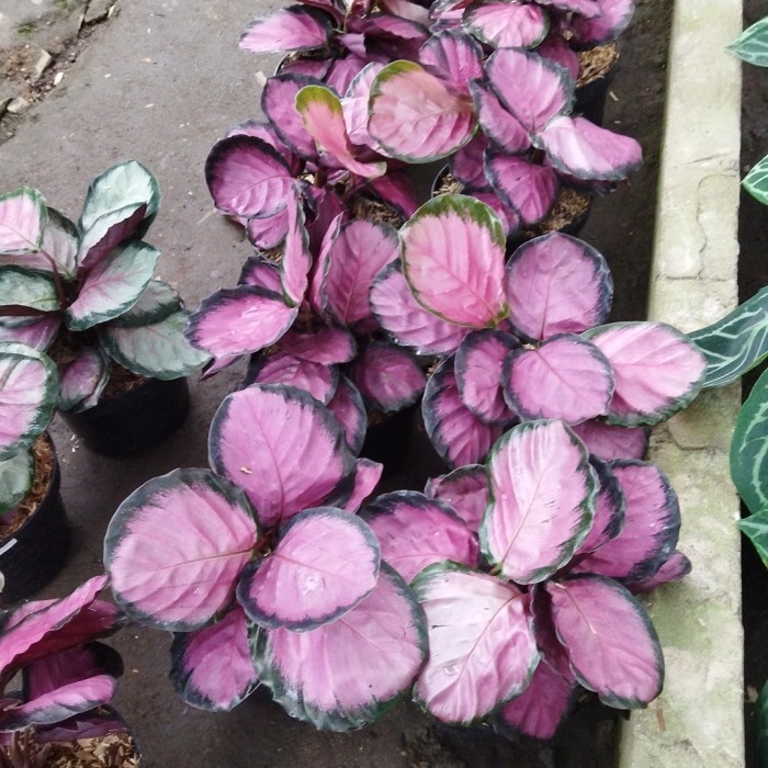 New!! tanaman hias calathea crimson murah rumpun 3/4 +bonus calateha