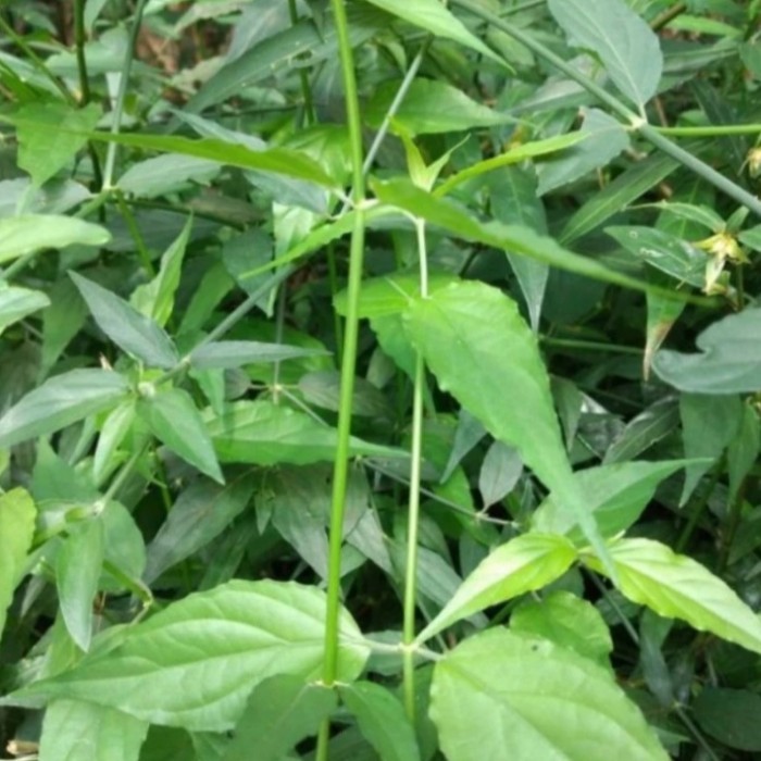 

1kg Daun Belalai Gajah Segar Dengan batang