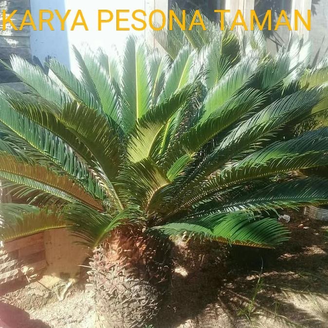 pohon sikas ukuran besar + jasa tanam