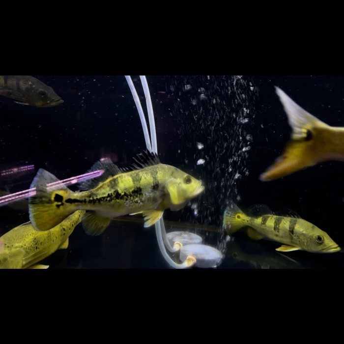 Peacockbass / pbass monoculus good marking 17-18cm