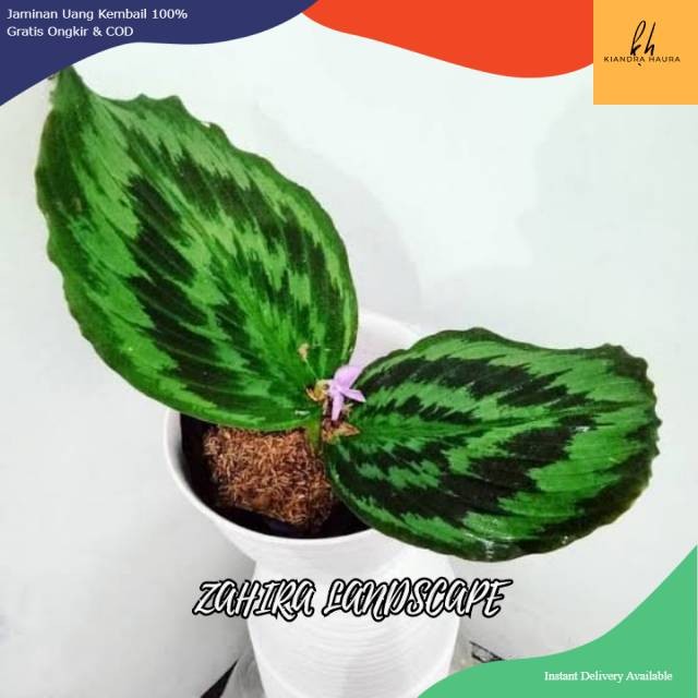 Tanaman Hias Calathea - Calathea Peacock - Meranti - Kalatea Peacock -Kalatea Merak - Bulu Merak