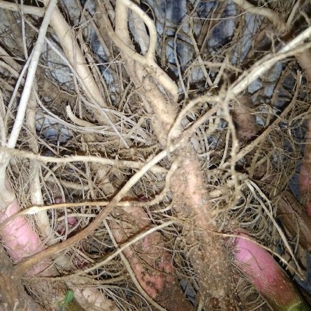 

Akar bayam duri UNTUK OBAT HERBAL