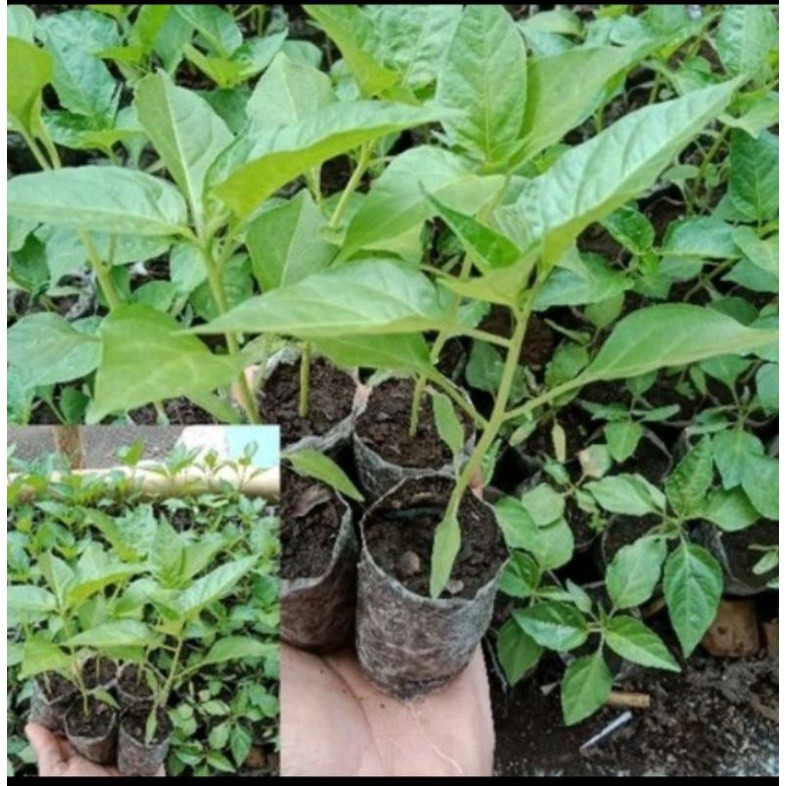 Bibit Cabe Merah Kriting Siap Tanam