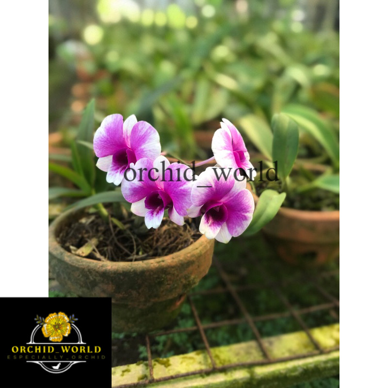 Anggrek Dendrobium yaya compactum