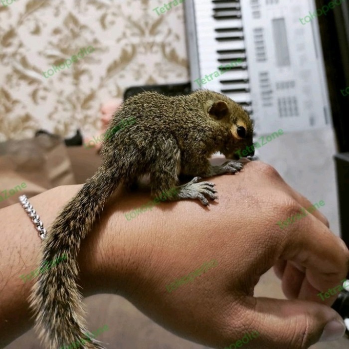 SALE -tupai kelapa JINAK