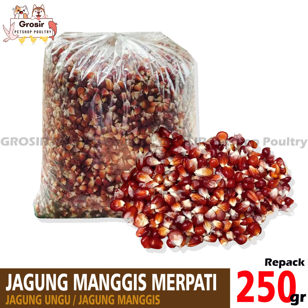 Jagung Manggis atau Jagung Ungu Untuk Burung Merpati Dara Ayam