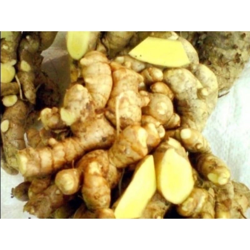 

Promo Temu Mangga/Kunyit Mangga Fresh 1 Kg Fresh