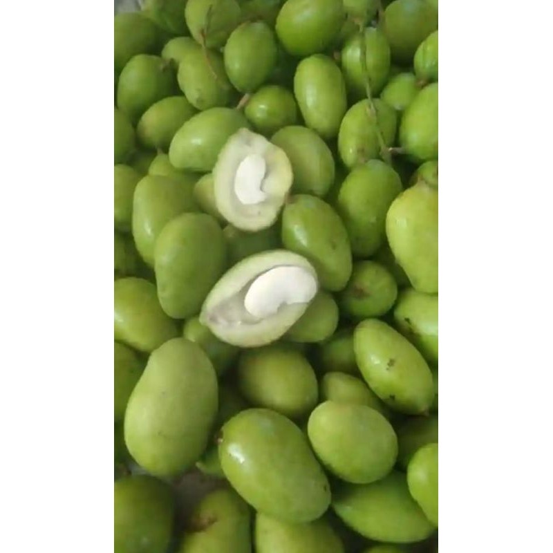 mangga muda mentah segar 1kg