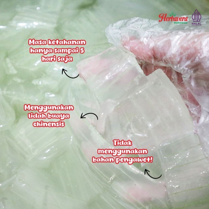 

Lidah Buaya Aloevera Kupas 500 gram