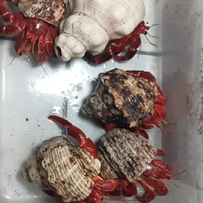 grosir kelomang perlatus merah size M up per 5 ekor