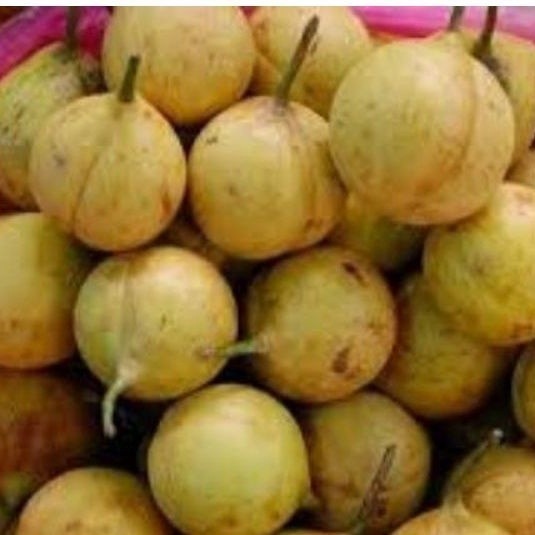 

COD. BUAH PALA MUDA SEGAR 1KG LANGSUNG DI PETIK/TERMURAH ready