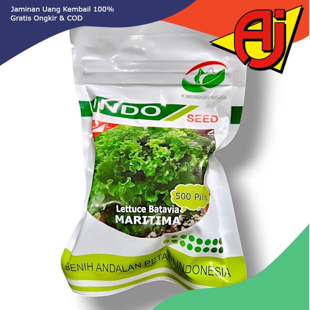 Benih Lettuce Batavia Maritima – Indo Seed (500 Pills)