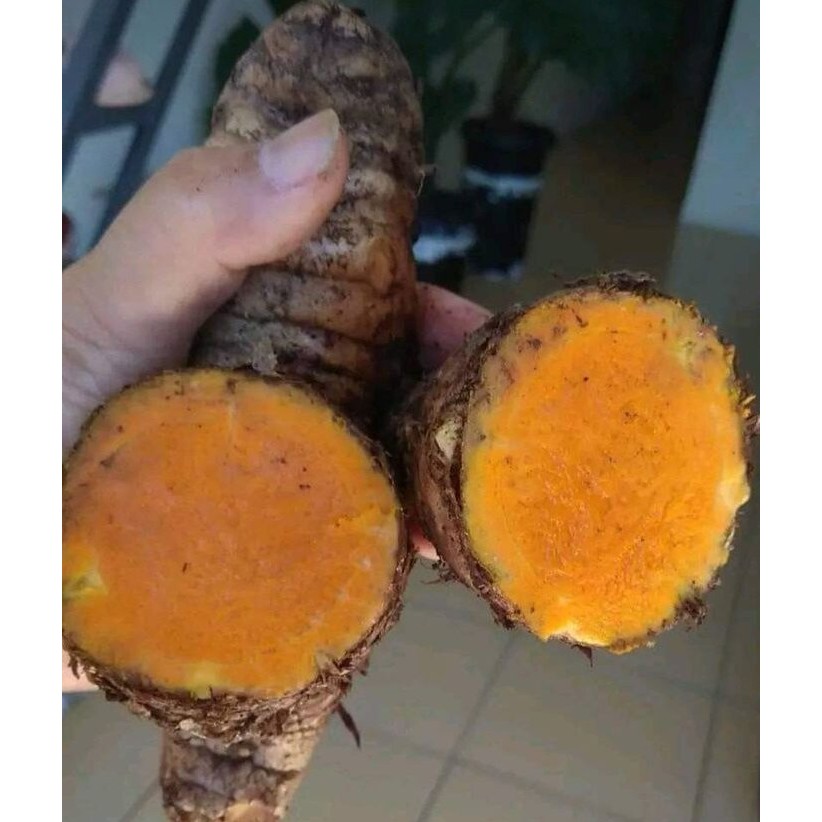 

Temulawak Segar per 1kg Sudah Bersih