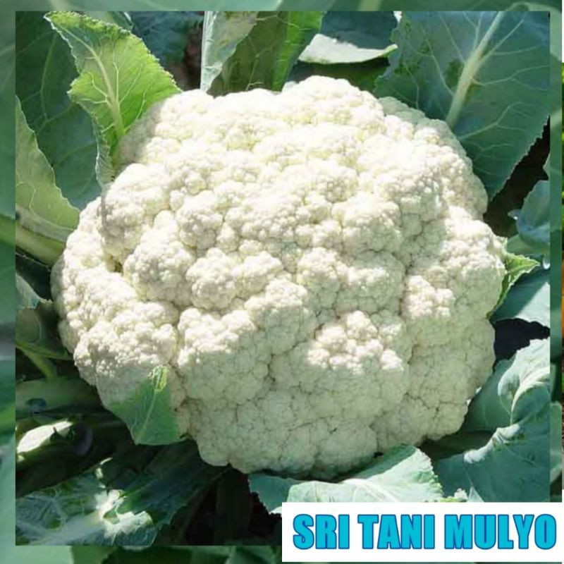 25 Biji - Benih Kol AQUINA F1 CAP PANAH MERAH - Bibit Tanaman Sayur Sayuran Bunga Kol Kubus Brokoli