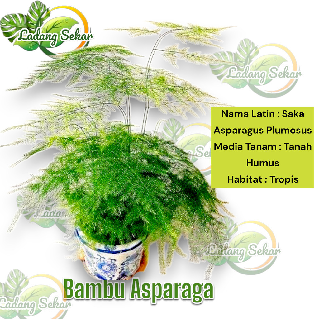 Bunga ASPARAGA Tanaman Hias Cemara Asparagus| Pohon Cemara Asparagus - Bunga Asparagus