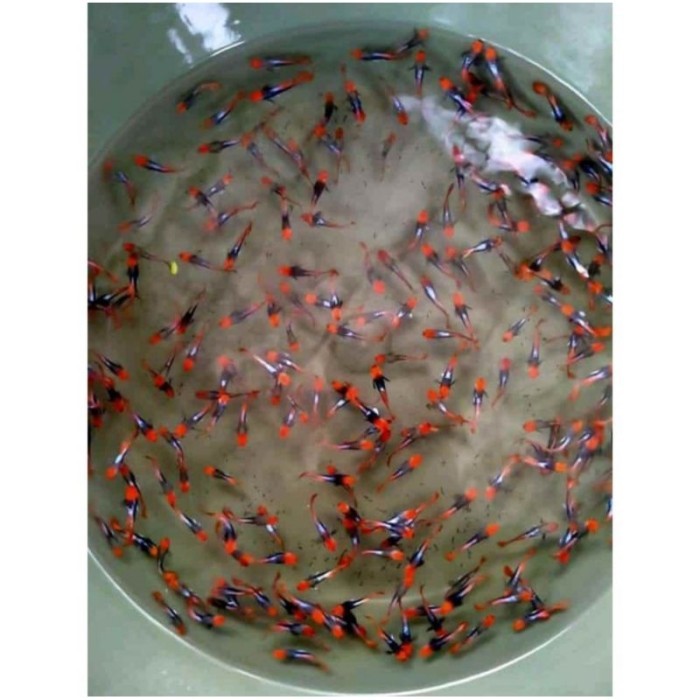 Hias Aquarium Guppy Red Koi Tuxedo