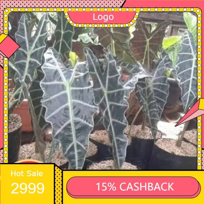 tanaman hias keladi amazon/ keladi amazon/ keladi