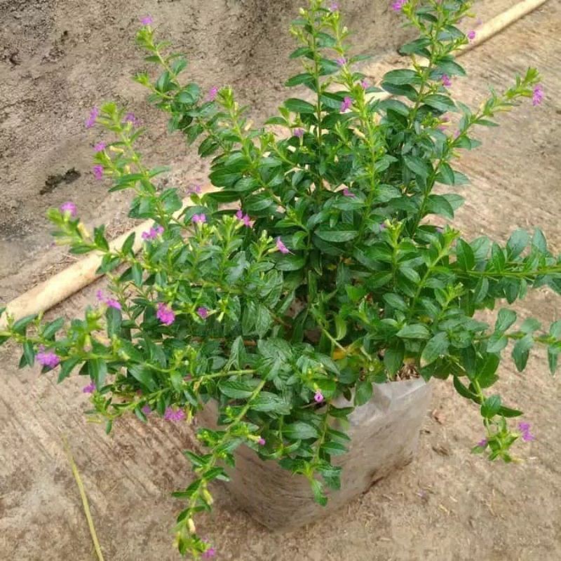 tanaman taiwan beauty bunga ungu dan putih, pohon taiwan beauty SL