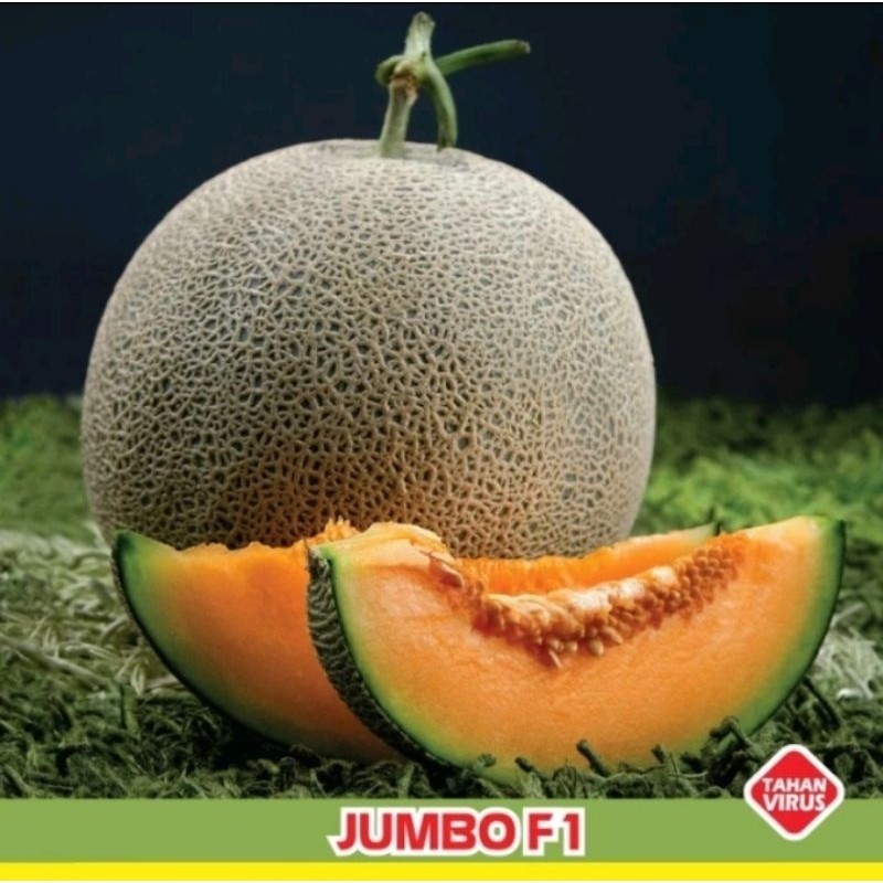 MURAH  100 BENIH MELON JUMBO F1