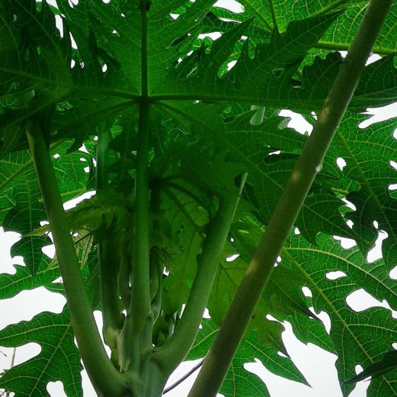 

Daun Pepaya Organik fresh baru petik / Daun Pepaya pahit