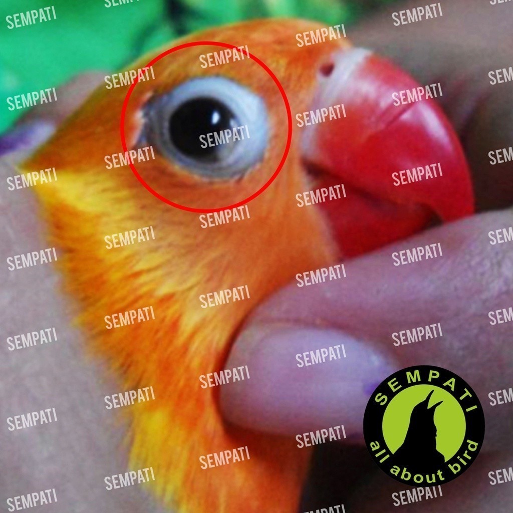 ADY78 SEMPATI SNOT SEMBUH SEKETIKA MEREK SEMPATI OBAT SAKIT MATA KATARAK BENGKAK BERAIR BURUNG MURAI