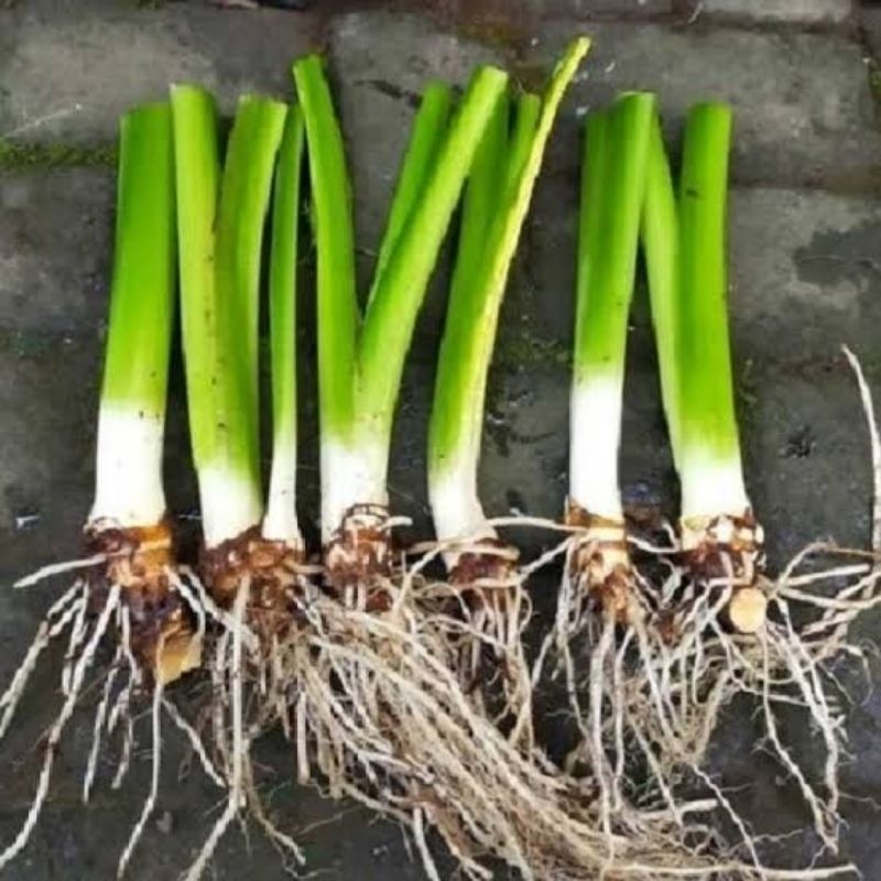 Bibit Talas Beneng Jumbo Asli [ GOS ] _