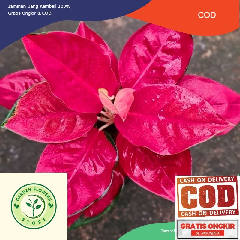 BIBIT TANAMAN HIAS AGLONEMA SUKSOM JAIPONG/ANAKAN AGLONEMA SUKSOM