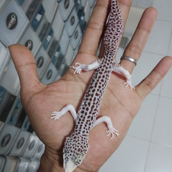 SALE -super snow eclipse (pied)