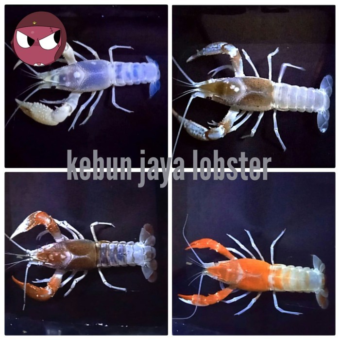 SALE -Lobster Hias Air Tawar Ghost Clarkii 2 Color Sepasang