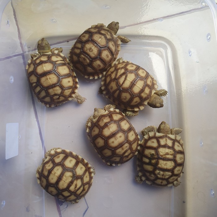 SALE -Sulcata Overscute/Scute Unik - A