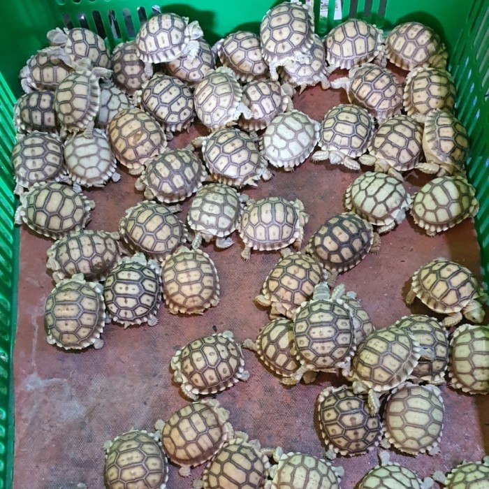 SALE -Kura-kura Darat Sulcata / Sulcata Baby 5cm