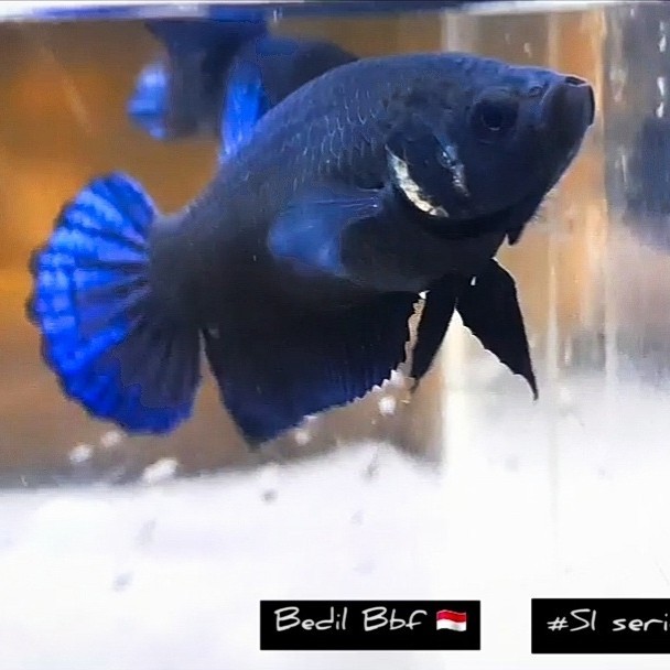 SALE -CUPANG ADU FEMALE IMPORT IPOH SAKAI - SAKAI