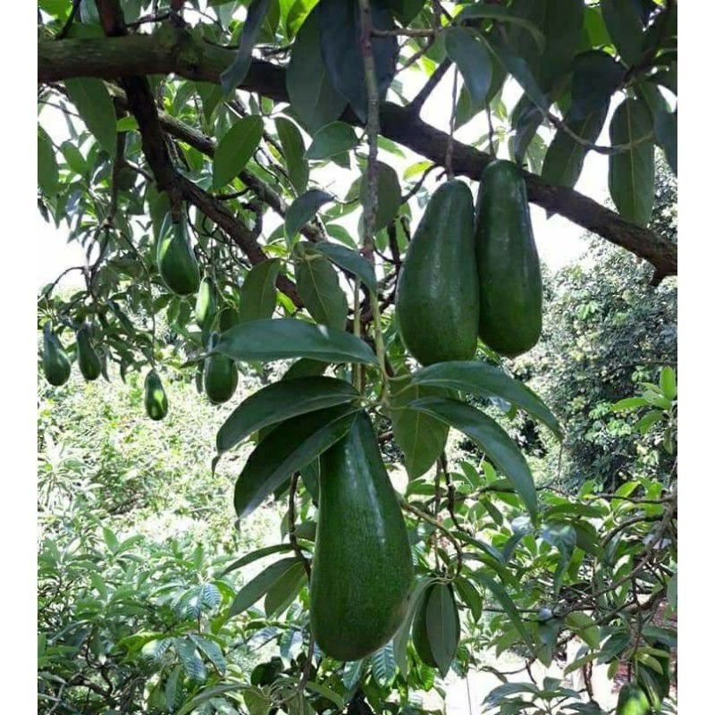 

bibit alpukat boo Kong then B10 JURAGAN BIBIT