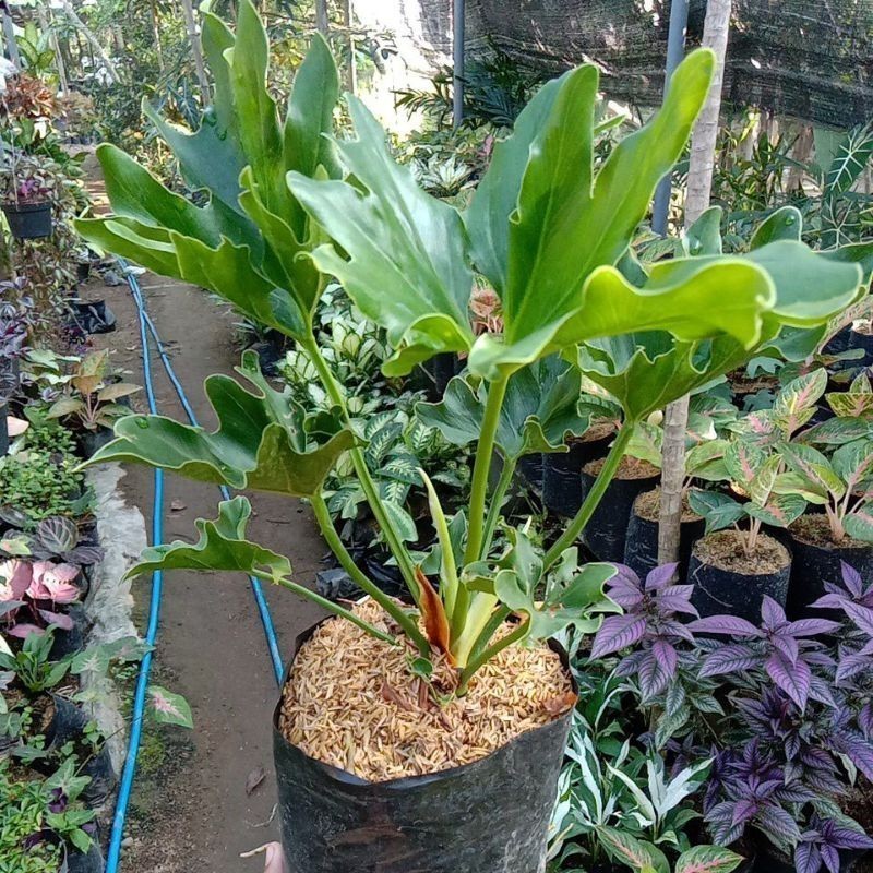 KOKOWA FLORA bunga GROSIR Tanaman Hias Bunga Philo Dendron - Monstera segar