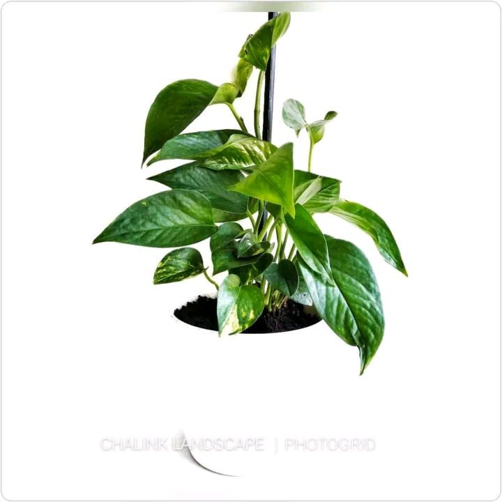 Tanaman Hias Gantung Sri Gading Hijau - Tanaman Merambat - Tanaman Menjuntai - Tanaman Pot Gantung -